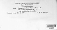 Uromyces fallens image